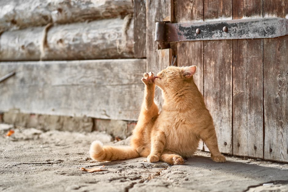 An orange tabby cat licking its paw while sitting by a rustic wooden door, evoking a cozy and serene outdoor atmosphere.