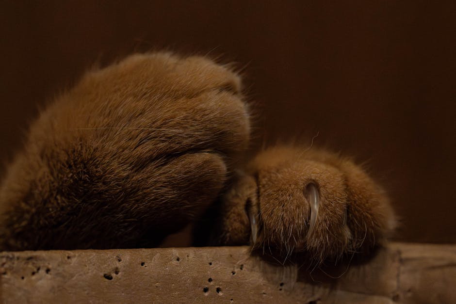 Detailed view of fluffy cat paws resting on a wooden ledge. Perfect for pet lovers.